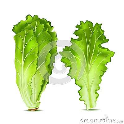 Vector realistic lettuce salad leaves Vector Illustration
