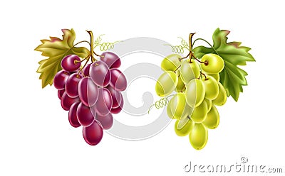 Vector realistic red green grape bunch with leaves Vector Illustration