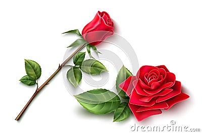 Vector realistic red rose blossom leaf stem set Vector Illustration