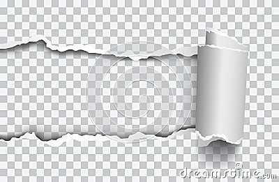 Vector realistic torn paper with rollled edge on transparent background Vector Illustration