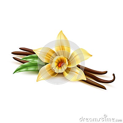 Vector realistic vanilla flower dry bean sticks Vector Illustration