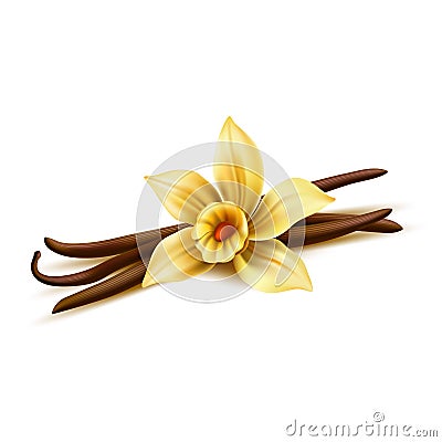 Vector realistic vanilla flower dry bean sticks Vector Illustration