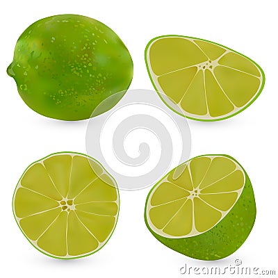 Vector realistic whole lime and half a lime isolated on white background. Isolated lime on white backgrpund. Citrus Vector Illustration