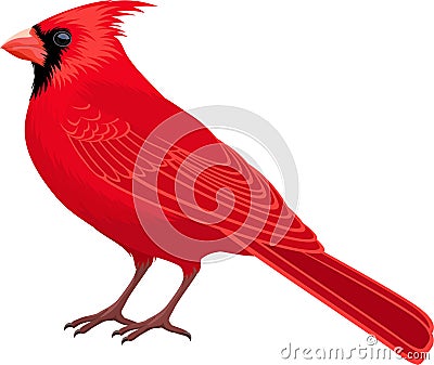 Vector Red Male Northern Cardinal - state bird Vector Illustration