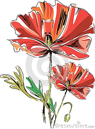 Vector red poppies with stems isolated on a white background. Stock Photo