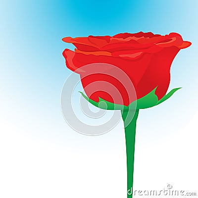 Vector red rose flower background. Vector Illustration