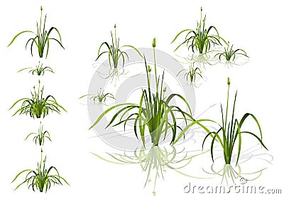 Vector reed. Water plants in different variants with shadows. Vector Illustration