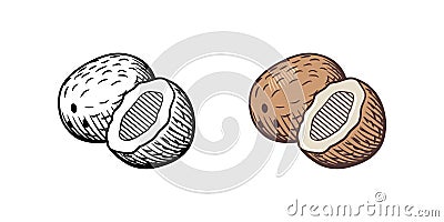 Coconuts drawing. Outline and colored version Vector Illustration
