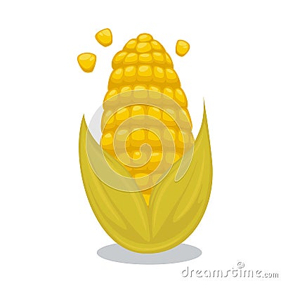 Vector Ripe corn on the cob. Cartoon illustration Vector Illustration