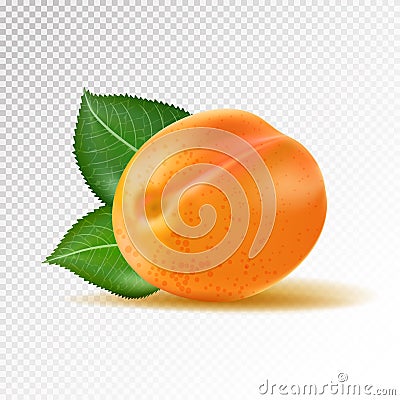 Vector ripe orange apricot on transparent background. Object from realistic 3D vector fruit collection Vector Illustration