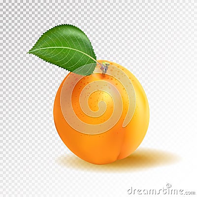 Vector ripe orange apricot on transparent background. Object from realistic 3D vector fruit collection Vector Illustration