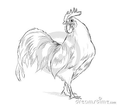 Vector Rooster black and white Stock Photo