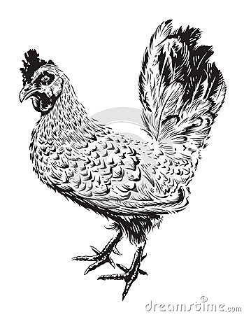 Vector Rooster Illustration Vector Illustration