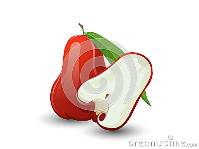 Vector Rose apple fruits isolated on white background Vector Illustration