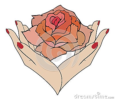 Vector rose in female hands Vector Illustration