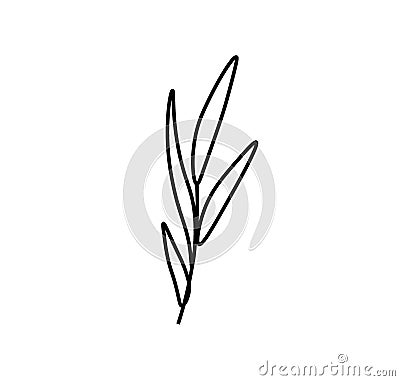 Vector rosemary branch with a black line.Simple food and cooking Cartoon Illustration
