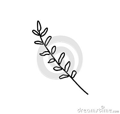 Vector rosemary branch with a black line.Simple food and cooking Cartoon Illustration