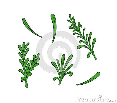 Vector rosemary plant illustration, leaves isolated on white backgound. Vector Illustration