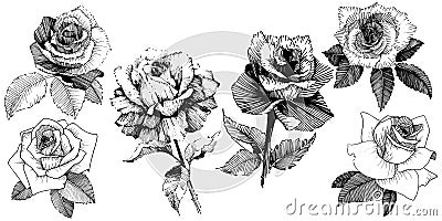 Vector roses. Floral botanical flower. Wild spring leaf wildflower isolated. Vector Illustration