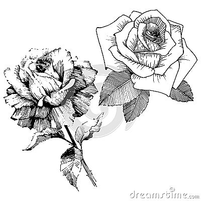 Vector roses. Floral botanical flower. Wild spring leaf wildflower isolated. Vector Illustration