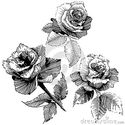 Vector roses. Floral botanical flower. Wild spring leaf wildflower isolated. Vector Illustration