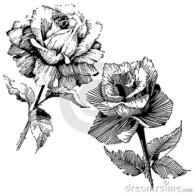 Vector roses. Floral botanical flower. Wild spring leaf wildflower isolated. Vector Illustration