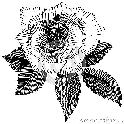Vector roses. Floral botanical flower. Wild spring leaf wildflower isolated. Vector Illustration