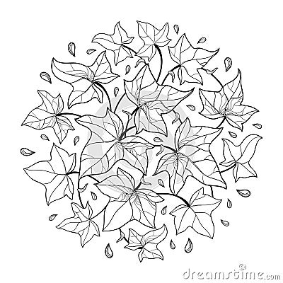 Vector round bunch with outline Ivy or Hedera leaves. Ornate leaf of Ivy vine in black isolated on white background. Vector Illustration