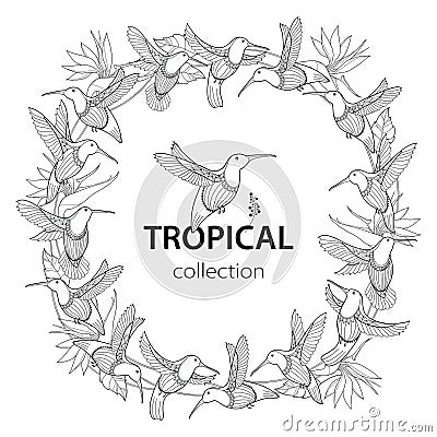 Vector round composition with flying Hummingbird or Colibri and Strelitzia reginae in contour style isolated on white. Vector Illustration