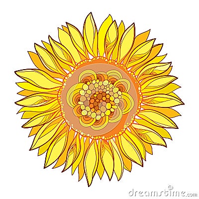 Vector round composition with outline yellow Sunflower or Helianthus flower in yellow isolated on white background. Vector Illustration