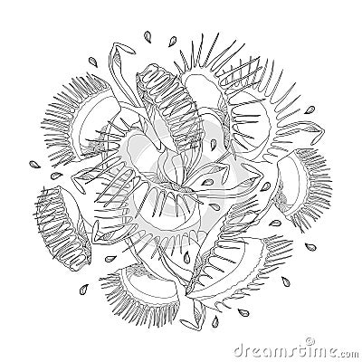 Vector round composition of Venus Flytrap or Dionaea muscipula in black isolated on white background. Carnivorous tropical plant. Vector Illustration