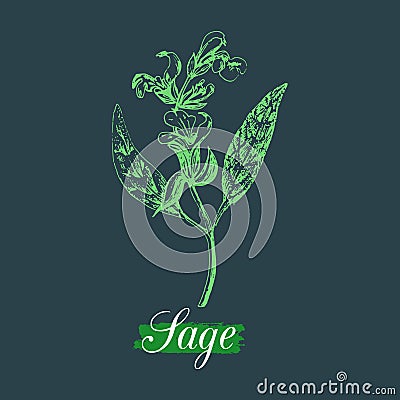 Vector sage illustration in engraving style. Hand drawn botanical sketch of culinary herb. Spice plant salvia isolated. Vector Illustration