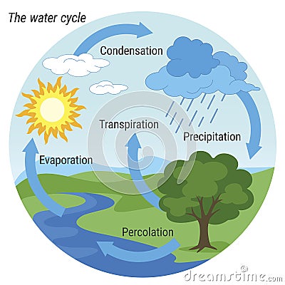 Water Cycle colour Vector Illustration