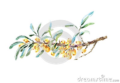 Vector sea buckthorn berries branch . Cartoon Illustration