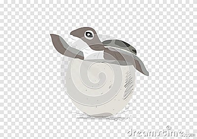 A vector of sea turtle hatch on transparency background, lay and out from egg Cartoon Illustration