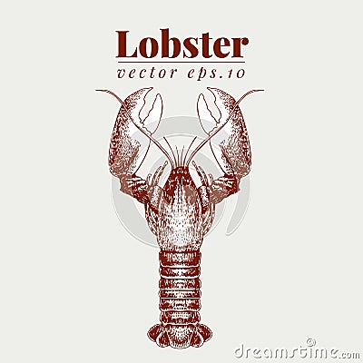 Vector seafood illustration. Lobster retro lillustration. Hand drawing sketch omar. Can be use for restaurant menu Vector Illustration