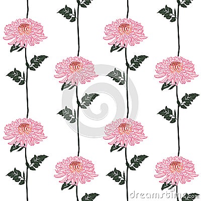 Vector seamless floral pattern. Blooming pink Japanese pink chrysanthemum flowers . Illustration in stripe vertical line design, Stock Photo