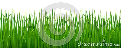 Green realistic grass Stock Photo