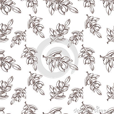 Vector Seamless Pattern: Argan Oil, Sketch Style Background, Outline Plant Drawings. Vector Illustration