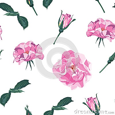 Vector seamless pattern with briar. Wild light violet roses, rosa canina dog rose garden flowers. Cartoon Illustration