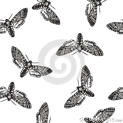 Vector seamless pattern with death head moth in engraving style. Hand drawn texture with butterfly isolated on white. Background Vector Illustration