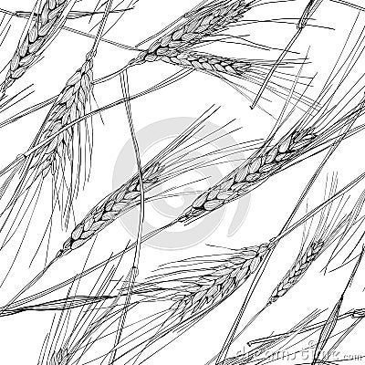 Vector seamless pattern with hand drawn ear of wheat. Black and white sketched illustration. Concept for agriculture. Vector Illustration