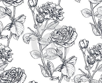 Vector seamless pattern with hand drawn rose flowers and leaves on white. Vector Illustration