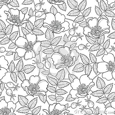 Vector seamless pattern with outline Dog rose or Rosa canina. Flower, hips and leaves on the white background. Rosehip pattern. Vector Illustration