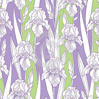 Vector seamless pattern with outline Iris flowers in white, bud and leaves on the green and lilac background. Floral background. Vector Illustration