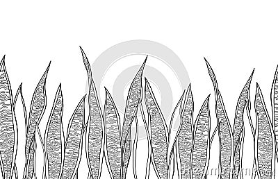 Vector seamless pattern with outline Sansevieria or snake plant or mother-in-law`s tongue leaves in black on the white background. Vector Illustration