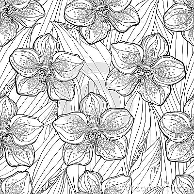 Vector seamless pattern with outline Vanda orchid flower and leaves on the white background. Floral pattern with Vanda flower. Vector Illustration