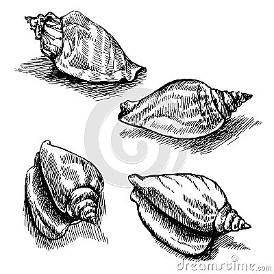 Vector seamless sketch of seashells isolated on white background. Vector Illustration