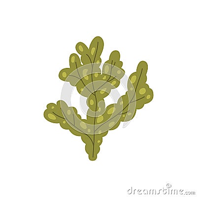 Vector seaweed fucus icon isolated on whire. Sea underwater marine plant. Vector Illustration