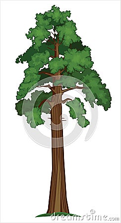 Vector Sequoia Vector Illustration